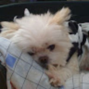 Meet your Posher, Ivan